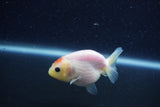 Baby Ranchu  Sakura 3 Inch (ID#1210R9c-51) Free2Day SHIPPING