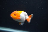 Baby Ranchu  Red White 2.5 Inch (ID#1231R9c-22) Free2Day SHIPPING