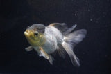 Thai Oranda  Panda 5.5 Inch (ID#924To2b-89) Free2Day SHIPPING