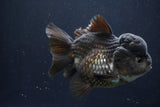 Short Body Thai Oranda  Black 4.5 Inch (ID#1004To14a-45) Free2Day SHIPPING