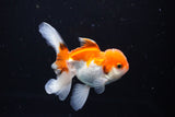 Juvenile Thai Oranda  Tricolor 4 Inch (ID#1112To13b-93) Free2Day SHIPPING