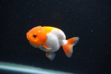 Baby Ranchu  Red White 2.5 Inch (ID#1231R9c-22) Free2Day SHIPPING