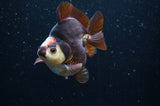 Ryukin  Tricolor 3.5 Inch (ID#408Ry1a-111) Free2Day SHIPPING