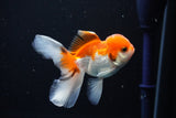 Juvenile Thai Oranda  Tricolor 4 Inch (ID#1112To13b-93) Free2Day SHIPPING