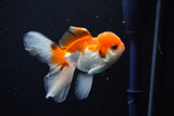 Juvenile Thai Oranda  Tricolor 4 Inch (ID#1112To13b-93) Free2Day SHIPPING