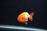 Baby Ranchu  Red White 2.5 Inch (ID#1231R9c-22) Free2Day SHIPPING