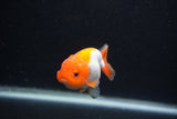 Baby Ranchu  Red White 2.5 Inch (ID#1231R9c-22) Free2Day SHIPPING