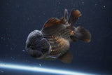 Short Body Thai Oranda  Black 4.5 Inch (ID#1004To14a-46) Free2Day SHIPPING