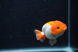 Baby Ranchu  Red White 2.5 Inch (ID#1231R9c-22) Free2Day SHIPPING