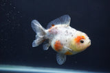 Yuan Bao Oranda  Calico 4 Inch (ID#1227Yb10b-62) Free2Day SHIPPING