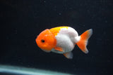 Baby Ranchu  Red White 2.5 Inch (ID#1231R9c-22) Free2Day SHIPPING