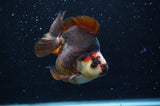 Ryukin  Tricolor 3.5 Inch (ID#408Ry1a-111) Free2Day SHIPPING