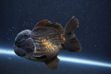 Short Body Thai Oranda  Black 4.5 Inch (ID#1004To14a-46) Free2Day SHIPPING