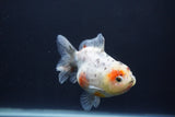 Yuan Bao Oranda  Calico 4 Inch (ID#1227Yb10b-62) Free2Day SHIPPING