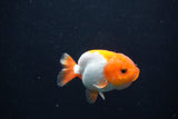 Baby Ranchu  Red White 2.5 Inch (ID#1231R9c-22) Free2Day SHIPPING