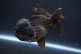 Short Body Thai Oranda  Black 4.5 Inch (ID#1004To14a-46) Free2Day SHIPPING