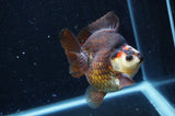 Ryukin  Tricolor 3.5 Inch (ID#408Ry1a-111) Free2Day SHIPPING