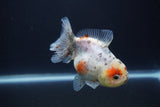 Yuan Bao Oranda  Calico 4 Inch (ID#1227Yb10b-62) Free2Day SHIPPING