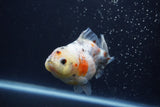 Yuan Bao Oranda  Calico 4 Inch (ID#1227Yb10b-62) Free2Day SHIPPING