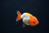 Baby Ranchu  Red White 2.5 Inch (ID#1231R9c-22) Free2Day SHIPPING