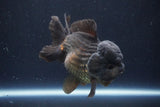 Short Body Thai Oranda  Black 4.5 Inch (ID#1004To14a-46) Free2Day SHIPPING