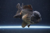 Short Body Thai Oranda  Black 4.5 Inch (ID#1004To14a-46) Free2Day SHIPPING