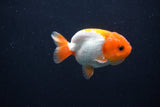 Baby Ranchu  Red White 2.5 Inch (ID#1231R9c-22) Free2Day SHIPPING