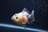 Yuan Bao Oranda  Calico 4 Inch (ID#1227Yb10b-62) Free2Day SHIPPING