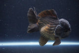 Short Body Thai Oranda  Black 4.5 Inch (ID#1004To14a-46) Free2Day SHIPPING