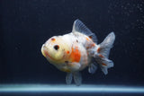 Yuan Bao Oranda  Calico 4 Inch (ID#1227Yb10b-62) Free2Day SHIPPING