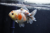 Yuan Bao Oranda  Calico 4 Inch (ID#1227Yb10b-62) Free2Day SHIPPING