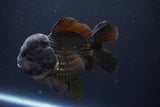 Short Body Thai Oranda  Black 4.5 Inch (ID#1004To14a-46) Free2Day SHIPPING