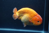 Jumbo Ranchu Red White 5.5 Inch (ID#1004To10a-109)