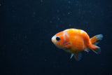 Baby Ranchu  Sakura 3 Inch (ID#1231R9c-23) Free2Day SHIPPING