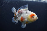 Yuan Bao Oranda  Calico 4 Inch (ID#1227Yb10b-62) Free2Day SHIPPING