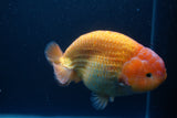 Jumbo Ranchu Red White 5.5 Inch (ID#1004To10a-109)