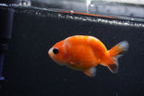 Baby Ranchu  Sakura 3 Inch (ID#1231R9c-23) Free2Day SHIPPING