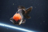 Short Body Thai Oranda  Tricolor 4.5 Inch (ID#1008To14a-44) Free2Day SHIPPING