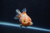 Yuan Bao Oranda  Calico 4 Inch (ID#1227Yb10b-63) Free2Day SHIPPING