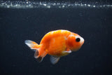 Baby Ranchu  Sakura 3 Inch (ID#1231R9c-23) Free2Day SHIPPING