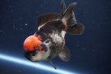 Short Body Thai Oranda  Tricolor 4.5 Inch (ID#1008To14a-44) Free2Day SHIPPING