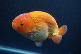 Jumbo Ranchu Red White 5.5 Inch (ID#1004To10a-109)