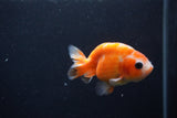 Baby Ranchu  Sakura 3 Inch (ID#1231R9c-23) Free2Day SHIPPING