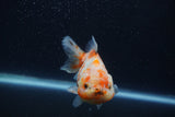 Yuan Bao Oranda  Calico 4 Inch (ID#1227Yb10b-63) Free2Day SHIPPING