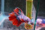 Koi  Candy Halfmoon Male Betta (ID#801-M108) Free2Day SHIPPING