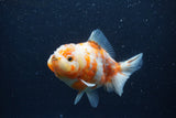 Yuan Bao Oranda  Calico 4 Inch (ID#1227Yb10b-63) Free2Day SHIPPING