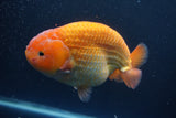 Jumbo Ranchu Red White 5.5 Inch (ID#1004To10a-109)