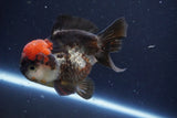 Short Body Thai Oranda  Tricolor 4.5 Inch (ID#1008To14a-44) Free2Day SHIPPING