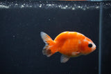 Baby Ranchu  Sakura 3 Inch (ID#1231R9c-23) Free2Day SHIPPING