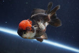 Short Body Thai Oranda  Tricolor 4.5 Inch (ID#1008To14a-44) Free2Day SHIPPING